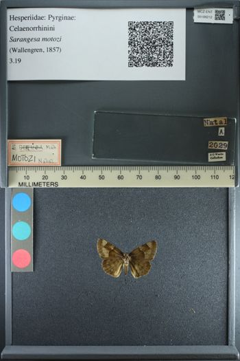 Media type: image;   Entomology 188212